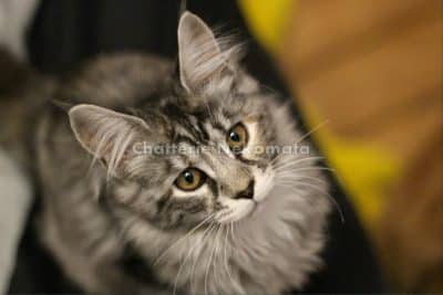Coontact Libellul, black silver blotched tabby 5 mois