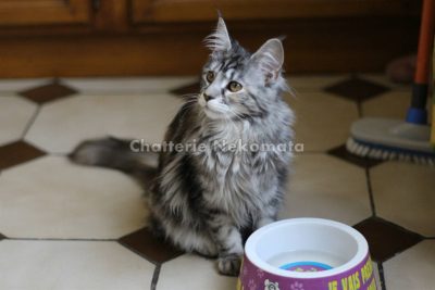 Coontact Libellul, black silver blotched tabby 7 mois