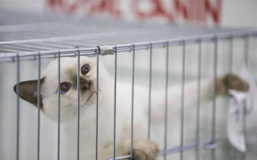 Exposition féline chat en cage
