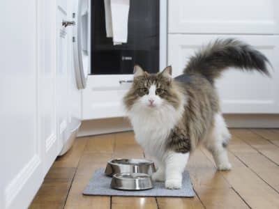 Comment prévenir l’obésité du chat ?
