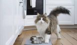 L’alimentation du chaton