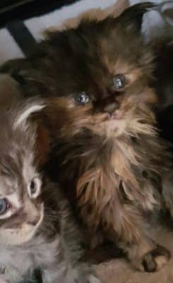 bmaine coon loof disponible 