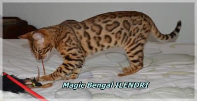 Magic Bengal ILENDRI