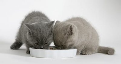 Les besoins nutritionnels du chaton