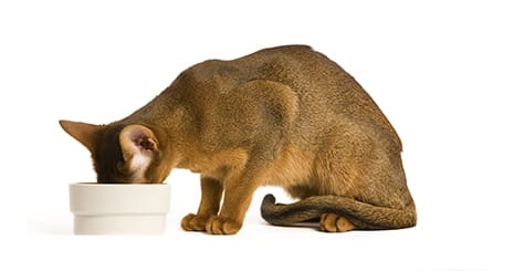 Comment nourrir un chat difficile ?
