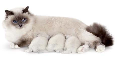 Mise bas et naissance des chatons