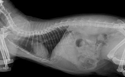 Utilisation du scanner à rayons X en médecine vétérinaire