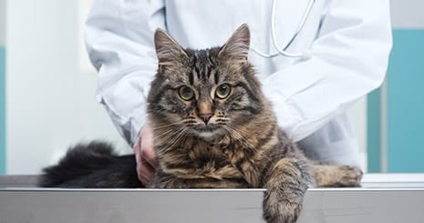 Envisager la stérilisation de votre chat