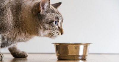 L’intolérance alimentaire chez le chat