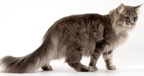 Obésité et embonpoint du chat : surveiller sa ligne