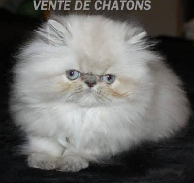 Chaton né à la Chatterie du Comté d'Auteuil