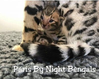 élevage chat Bengal Paris