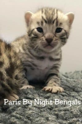 élevage chat Bengal Paris