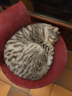Bienvenus dans notre élevage familial du chat et chaton de la race British tabby shorthair et British longhair situé dans le parc régional de la haute vallée de Chevreuse, en région Ile de France (IDF), Essonne (91), proche de Paris (25 minutes). Nos chat