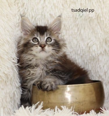 maine coon black silver