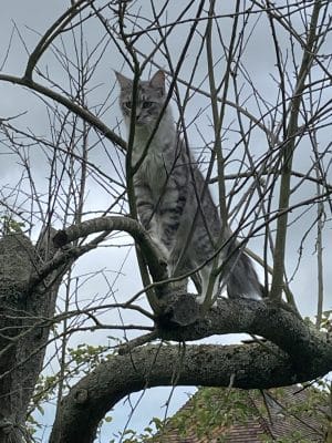 Soupette, elle adore grimper aux arbres