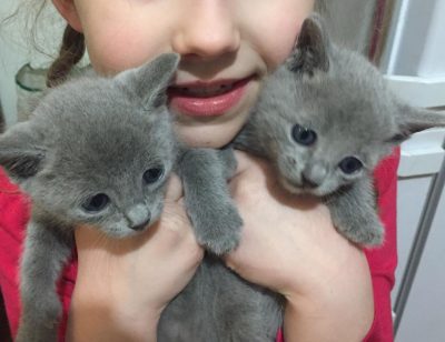 chatons bleu russe 1 mois