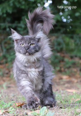 maine coon polydactyle