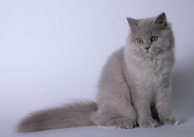 Jeune chatte British Longhair lilas.