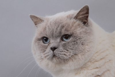 Chat British Shorthair lilas point.