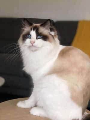 Marquise, femelle reproductrice Ragdoll