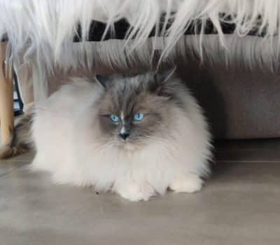 Oxbow, male reproducteur ragdoll