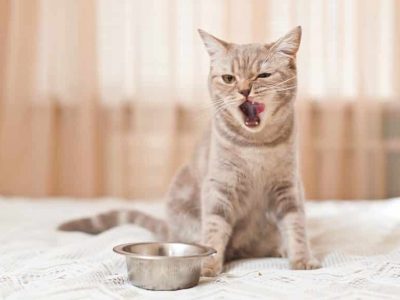 Calculs urinaires chez le chat : Soin et alimentation