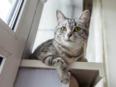 Le comportement du chat castré est-il différent de celui du chat entier ?