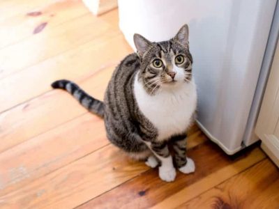 Donner un repas fait maison à son chat : est-ce bien équilibré ?
