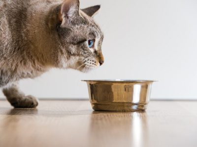 L'alimentation du chat selon ses vrais besoins