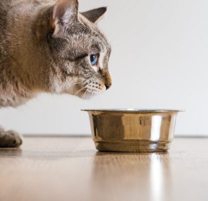 L’alimentation du chat selon ses vrais besoins
