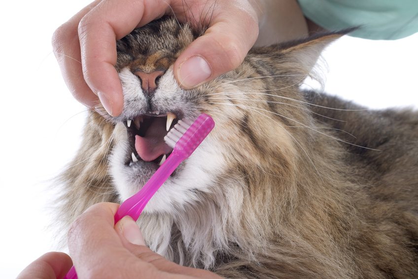 Laver ou brosser les dents du son chat pour une bonne hygiène dentaire