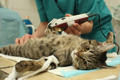 Stérilisation du chat : Pourquoi faire stériliser mon chat ?