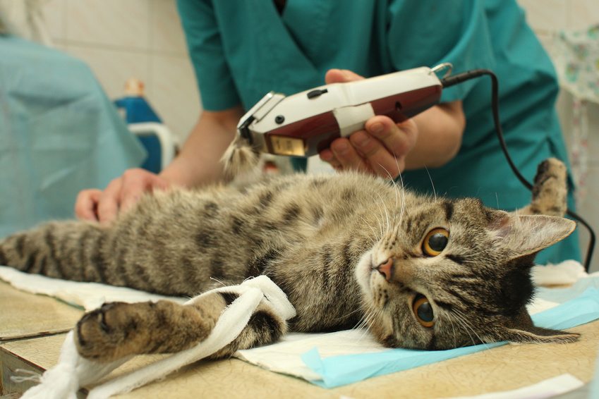 Stérilisation du chat : Pourquoi faire stériliser mon chat ?