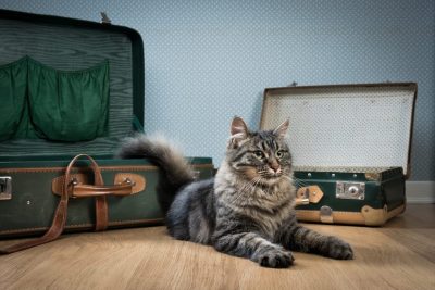 Puis-je voyager avec mon chat ?