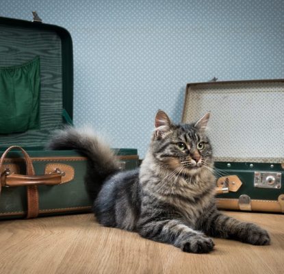 Puis-je voyager avec mon chat ?