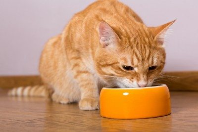 Calculs urinaires chez le chat : Soin et alimentation