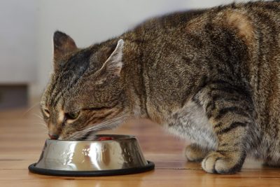 Quand et comment nourrir le chat?