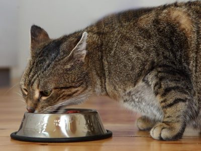 Comment prévenir la prise de poids du chat ?