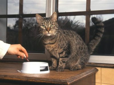 Un chat aveugle peut-il vivre normalement dans la maison ?