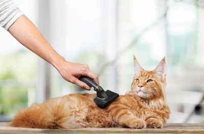 Entretien du pelage du chat. Comment brosser mon chat?