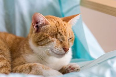 Un chat aveugle peut-il vivre normalement dans la maison ?