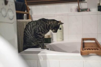 Puis-je donner un bain à mon chat? Comment laver mon chat?