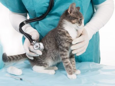Les maladies du chat : Rage, Typhus, Coryza