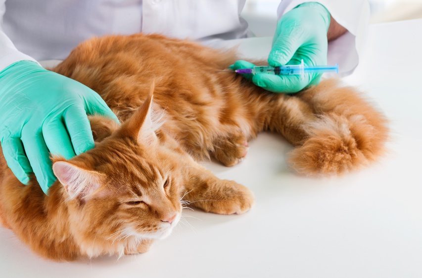 Vaccination du chat et visites chez le vétérinaire