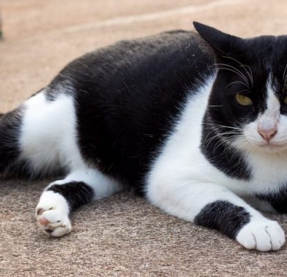 Obésité chez le chat: quels risques pour sa santé ?