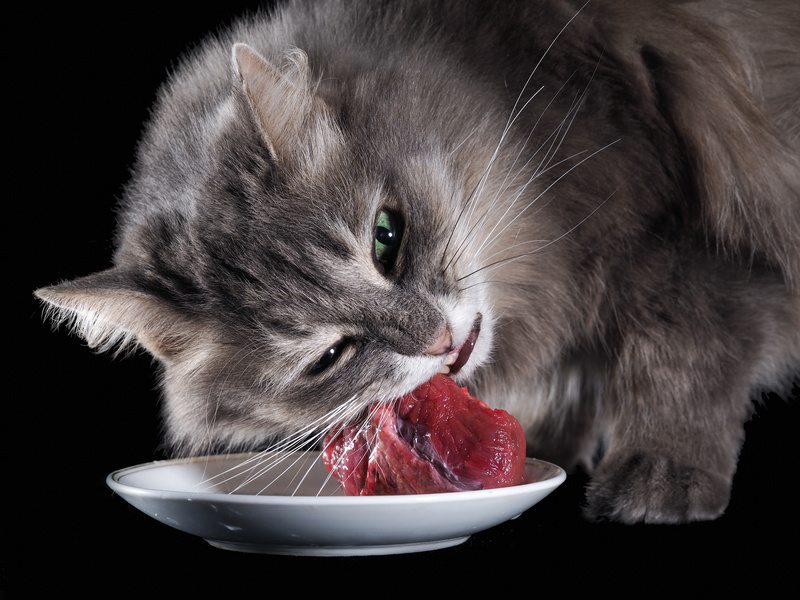 Nourrir son chaton avec de la viande : déconseillé!