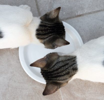 Nourrir un chat stérilisé ou un chat castré