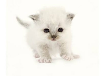 Adopter un chaton : 5 questions à se poser
