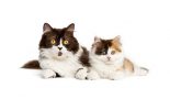 Accueillir un second chat à la maison : les secrets d’une bonne cohabitation